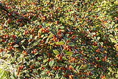 Orange cotoneaster, Cotoneaster franchetii, berries