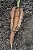 Carrot 'Touchon' burst, probably due to over-watering after a dry spell