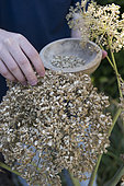 Harvesting Angelica (Angelica archangelica) seeds in a vegetable garden
