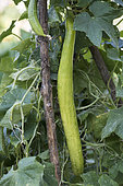 Cucumber 'Vert Long de Chine'