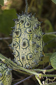 Horned Melon (Cucumis metuliferus), Kiwano