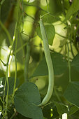 Snap bean 'Matilda'