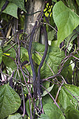 Snap bean 'Carminat'