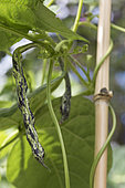 French bean 'La Vigneronne'