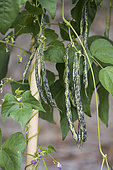French beans 'La Vigneronne'
