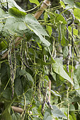 French beans 'La Vigneronne'