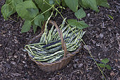French beans 'La Vigneronne' in a small basket in the garden