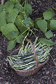 French beans 'La Vigneronne' in a small basket in the garden