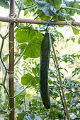 Satsuki Madori' cucumber training in a vegetable garden