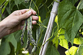 Harvest French beans 'La Vigneronne'