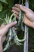 Harvest French beans 'La Vigneronne'