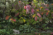 Autumn colours of the Forked viburnum (Viburnum furcatum) in a garden
