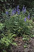 Peach-leaved bellflower (Campanula persicifolia) in bloom