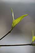 Young leaves of Cornelian cherry (Cornus mas) in spring