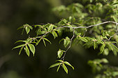Young leaves of Hornbeam (Carpinus betulus) in spring
