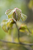 Bud burst of Purple European Beech (Fagus sylvatica 'Atropurpurea') in spring