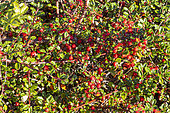 Smallleaf cotoneaster, Cotoneaster microphyllus 'Streib's Finding', berries