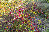 Smallleaf cotoneaster, Cotoneaster microphyllus 'Streib's Finding', berries