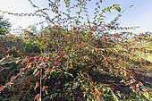 Cotoneaster (Cotoneaster rugosus) berries