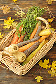 Parsnips (Pastinaca sativa), Carrots (Carota daucus) 'rainbow' and carrot leaves,
