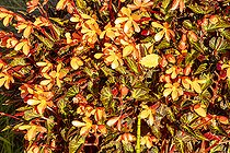 Begonia, Begonia 'Glowing Ambers', flowers