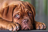 portrait of a 3-month-old bordeaux dogue