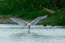 Grande aigrette (Ardea alba) en chasse dans l'eau, Réserve naturelle nationale du val de Loire, France