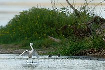 Grande aigrette (Ardea alba) en chasse dans l'eau, Réserve naturelle nationale du val de Loire, France