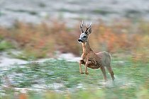 Chevreuil (Capreolus capreolus) brocard courant sur la berge, Réserve naturelle nationale du val de Loire, France