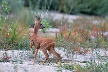 Chevreuil (Capreolus capreolus) brocard à l'arrêt dans un bras secondaire de la Loire, Réserve naturelle nationale du val de Loire, France