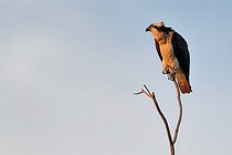 Balbuzard pêcheur (Pandion haliaetus) sur une branche près de son nid au soleil levant, Réserve naturelle nationale du val de Loire, France