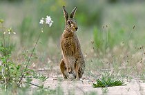 Lièvre d'Europe (Lepus europaeus) sur une berge sableuse, Réserve naturelle nationale du val de Loire, France