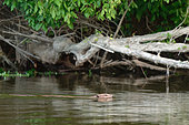 European beaver (Castor fiber) swimming in the Loire, Loire Valley National Nature Reserve, France