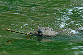 European beaver (Castor fiber) swimming with a branch in the Loire, Loire Valley Nature Reserve, France