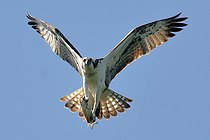 Balbuzard pêcheur (Pandion haliaetus) portant sa proie : Chevesne (Squalius cephalus) en vol, Réserve naturelle nationale du val de Loire, France
