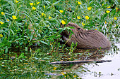 European beaver (Castor fiber) eating invasive plants: Floating primrose willow (Ludwigia peploides), Loire Valley National Nature Reserve, France