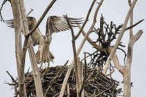 Balbuzard pêcheur (Pandion haliaetus) arrivant au nid, Réserve naturelle nationale du val de Loire, France