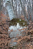 Beech tree burl in forest, Hautes-Alpes, France
