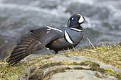 Harlequin Duck (Histrionicus histrionicus), adult male stretching a wing, Northeastern Region, Iceland
