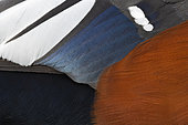 Harlequin Duck (Histrionicus histrionicus), close-up of the plumage of an adult male, Northeastern Region, Iceland