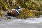 Harlequin Duck (Histrionicus histrionicus), side view of an adult male standing on a rock, Southern Region, Iceland