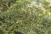 Mirabelles (Prunus domestica syriaca) on the tree in summer, Alsace, France
