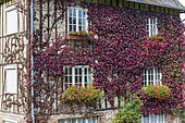 Virginia creeper covering a house front in autumn, Somme, France
