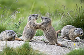 Marmotte des Alpes (Marmota marmota), jeunes jouant, Alpes de Haute Provence, France