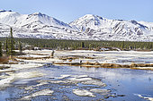 Landscape of the Alaska Range looking north in the spring, after a winter of record snowfall (about 8-9 metres of snow in total). Denali highway, Alaska, USA
