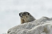 Hoary marmot (Marmota caligata) sitting in the ice blocks on the side of the road in spring as there is still about one meter of snow on the tundra after a winter of record snow cover, Denali highway, Alaska, USA