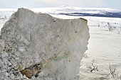 Hoary marmot (Marmota caligata) sitting in the ice blocks on the side of the road in spring as there is still about one meter of snow on the tundra after a winter of record snow cover, Denali highway, Alaska, USA