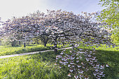 Sour Cherry, Prunus cerasus 'Albo rosea', in bloom