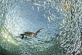 Cormoran de Brandt (Phalacrocorax penicillatus) se nourrissant de petits poissons depuis la surface jusqu'au fond de la mer, en plongeant à la poursuite en utilisant ses pattes comme moyen de propulsion ; il a été observé en train de s'alimenter à des profondeurs de plus de 36,5 m. C'est un oiseau marin aux compétences extraordinaires, Los Islotes, archipel d'Espiritu Santo, mer de Cortez, côte est de Baja California Sur, Mexique