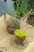 Garden decoration, short plants in a cup and a teapot made of wire mesh